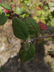 Cotoneaster niger