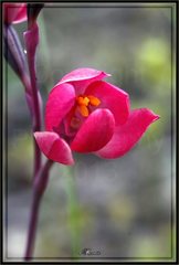 Thelymitra × macmillanii