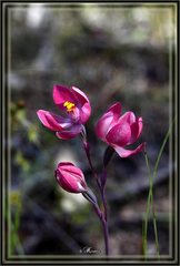Thelymitra × macmillanii