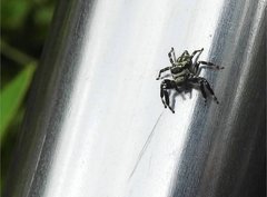 Carrhotus sannio