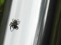 Carrhotus sannio