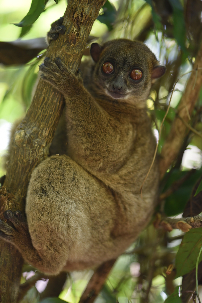 Nosy Be Sportive Lemur