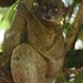 Nosy Be Sportive Lemur - Photo (c) CORDENOS Thierry, some rights reserved (CC BY-NC), uploaded by CORDENOS Thierry