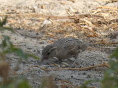Passer domesticus
