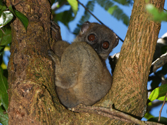 Lepilemur tymerlachsoni