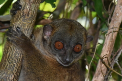 Lepilemur tymerlachsoni