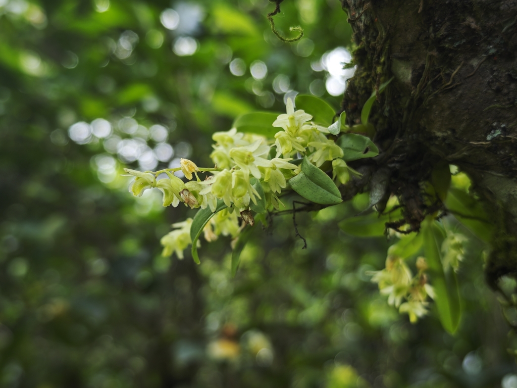 Dendrobium compactum Rolfe ex Hemsl. 2