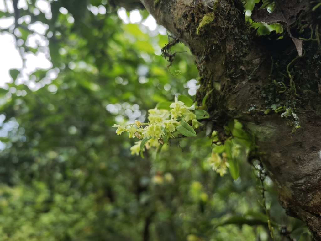 Dendrobium compactum Rolfe ex Hemsl. 3