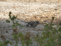 Passer domesticus