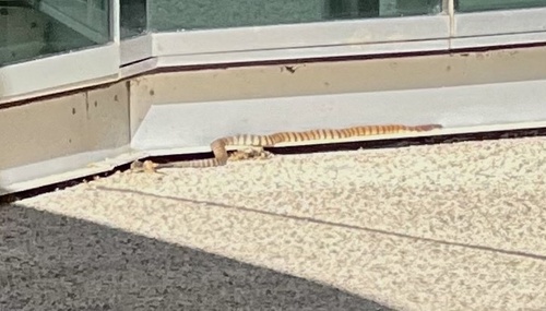 Tiger Snake sighting