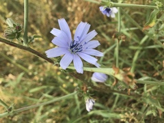 Cichorium intybus