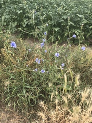 Cichorium intybus