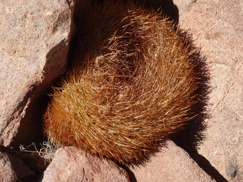 Eriosyce rodentiophila