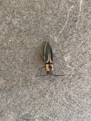 Megapenthes limbalis