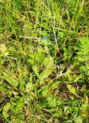 Enallagma cyathigerum