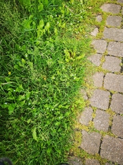 Enallagma cyathigerum