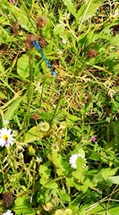 Enallagma cyathigerum