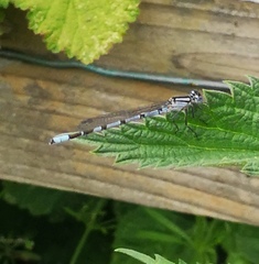 Enallagma cyathigerum