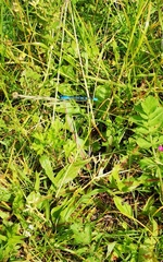 Enallagma cyathigerum