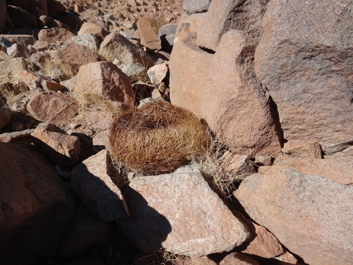 Eriosyce rodentiophila