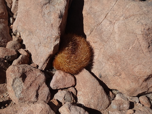 Eriosyce rodentiophila