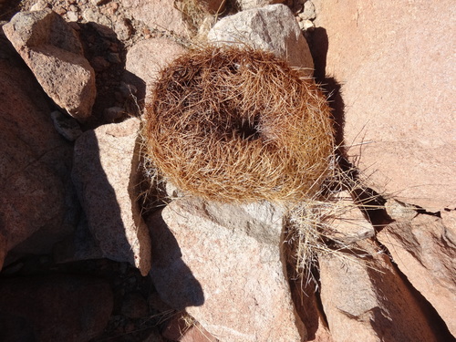 Eriosyce rodentiophila