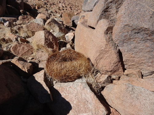 Eriosyce rodentiophila