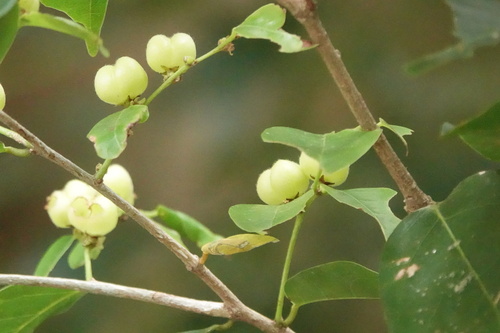 Cleistanthus apodus observed 2024-10-22