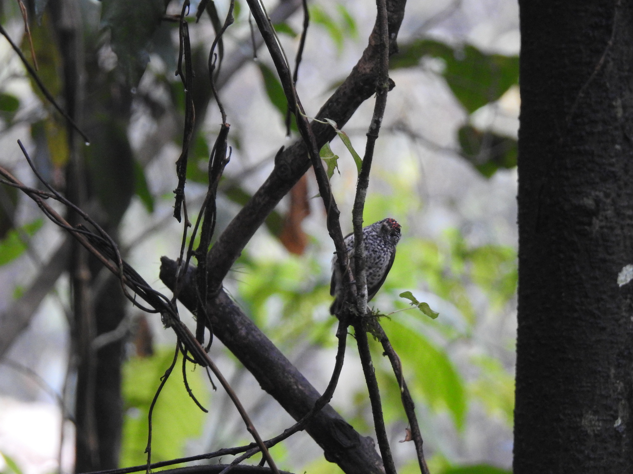 Ocellated Piculet (Picumnus dorbignyanus), photo 3