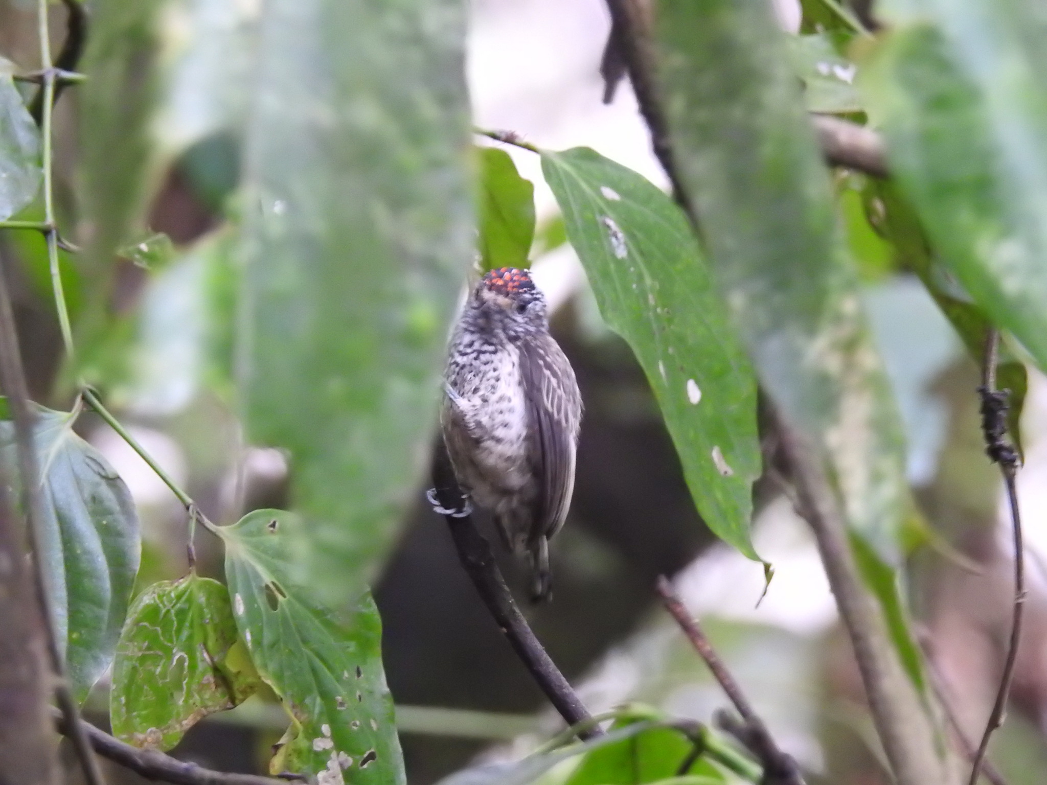 Ocellated Piculet (Picumnus dorbignyanus), photo 4