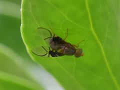 Anomoia purmunda