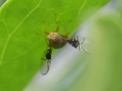 Anomoia purmunda