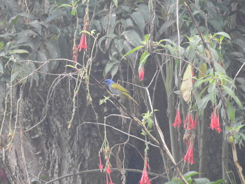 Blue-capped Tanager (Sporathraupis cyanocephala), photo 4