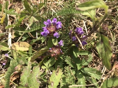 Prunella vulgaris
