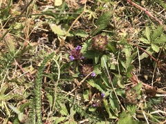 Prunella vulgaris