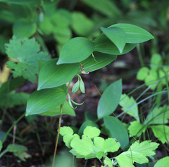 Polygonatum × desoulavyi