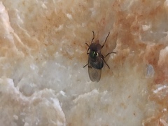 Copestylum vesicularium