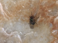 Copestylum vesicularium