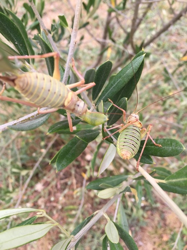 Western Saddle Bush-cricket, 34380, Notre-Dame-de-Londres, Languedoc-Roussillon, FR, photo 8 of 10