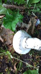 Agaricus bitorquis