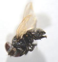 Phasia mesnili