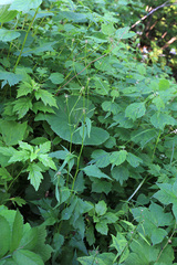 Saussurea subtriangulata