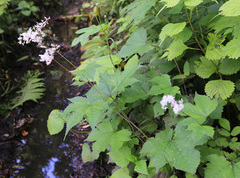 Filipendula glaberrima