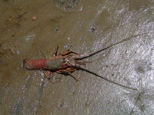 California Spiny Lobster, photo 6 of 8