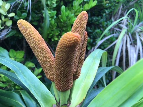 Freycinetia boninensis iNat (1)