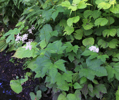Filipendula glaberrima