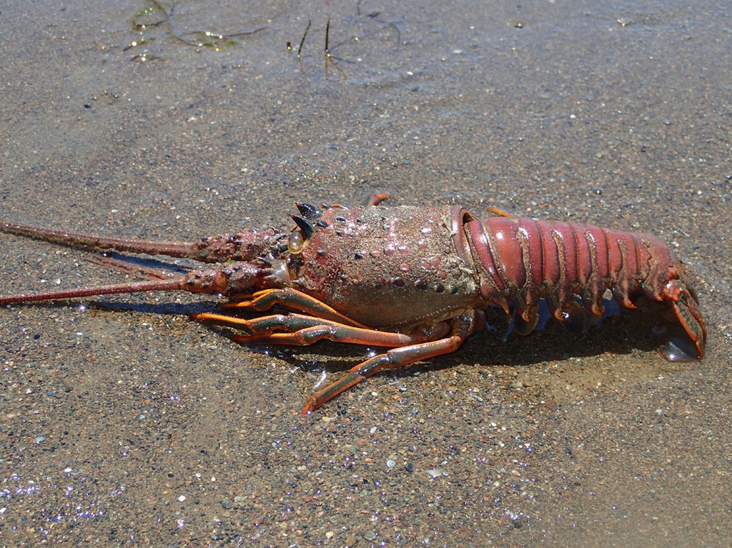 California Spiny Lobster (Wildlife at Camp Emerald Bay) · iNaturalist