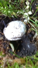 Agaricus bitorquis