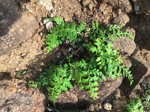Sphenomeris biflora × Sphenomeris chinensis iNat (2)