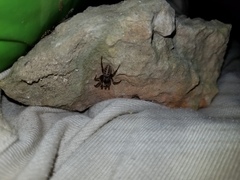 Gippsicola